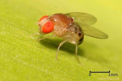 Gene Mutations and Intelligence: Exploring the Link with Fruit Flies