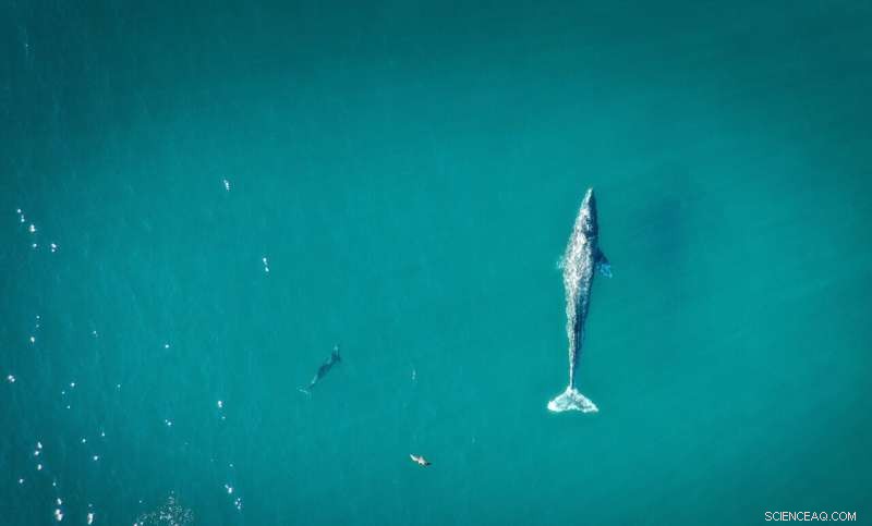 Whale Evolution: New Study Reveals Three Rapid Evolutionary Phases