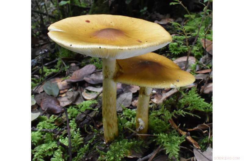 Horizontal Gene Transfer Enables Toxin Production in Mushrooms