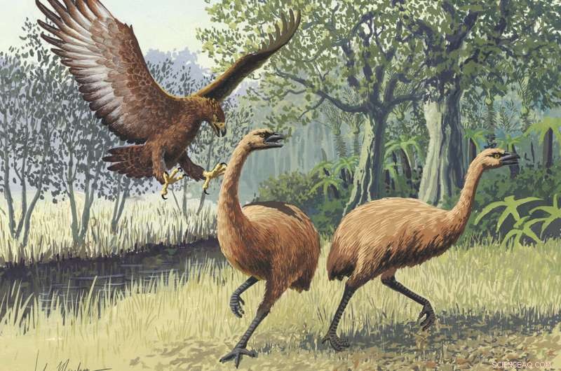 Ancient DNA Reveals Moa s Response to Climate Change