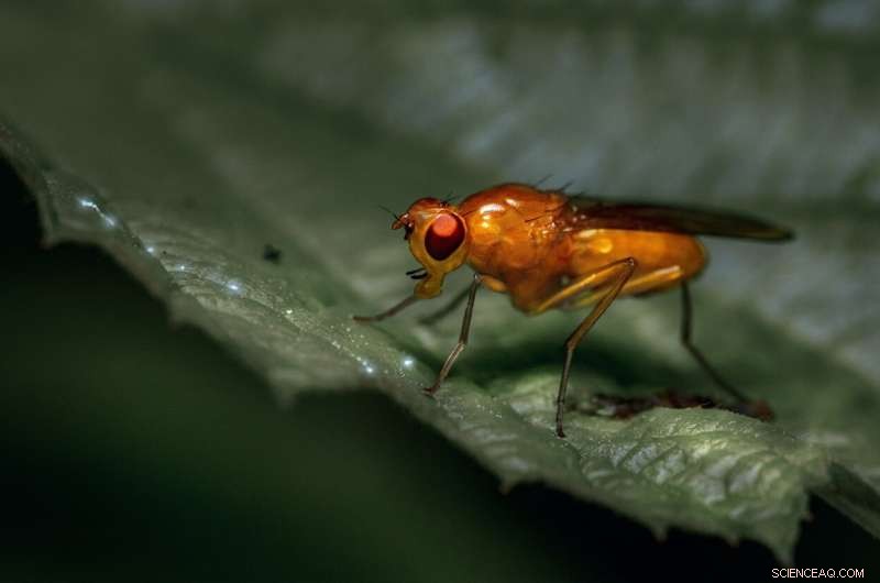 Fruit Flies Prioritize Mating Even When Infected – New Research