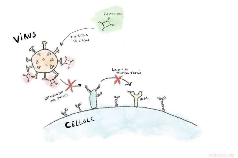 UCLouvain Scientists Discover Key to Blocking COVID-19 Infection