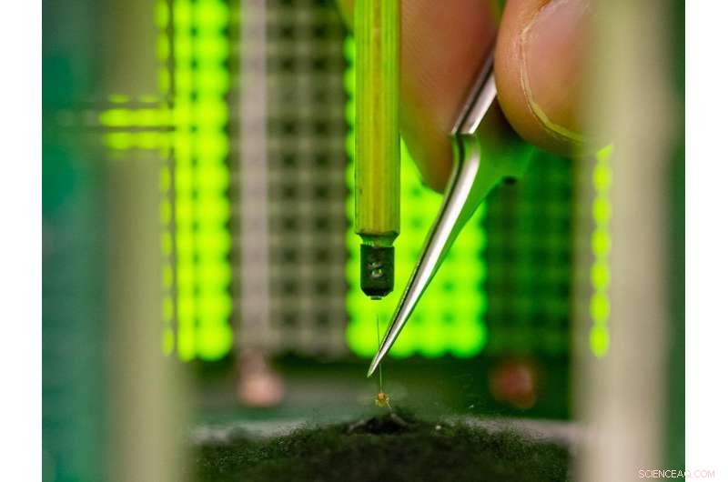 Animal Vision & Movement: Head-Body Coordination Found Across Species