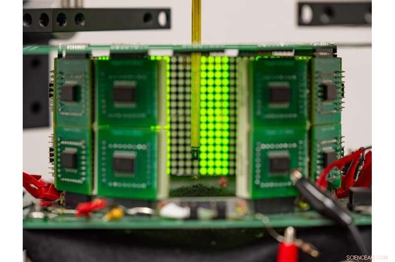 Animal Vision & Movement: Head-Body Coordination Found Across Species