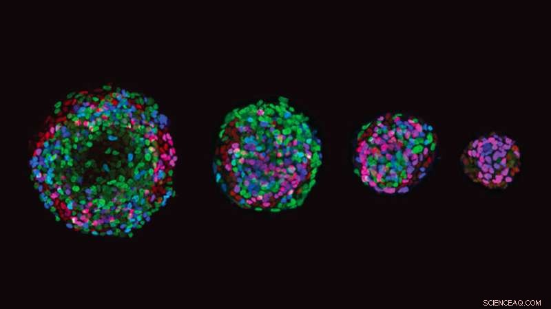 Unlocking Early Cell Differentiation: New Research Reveals Key Insights