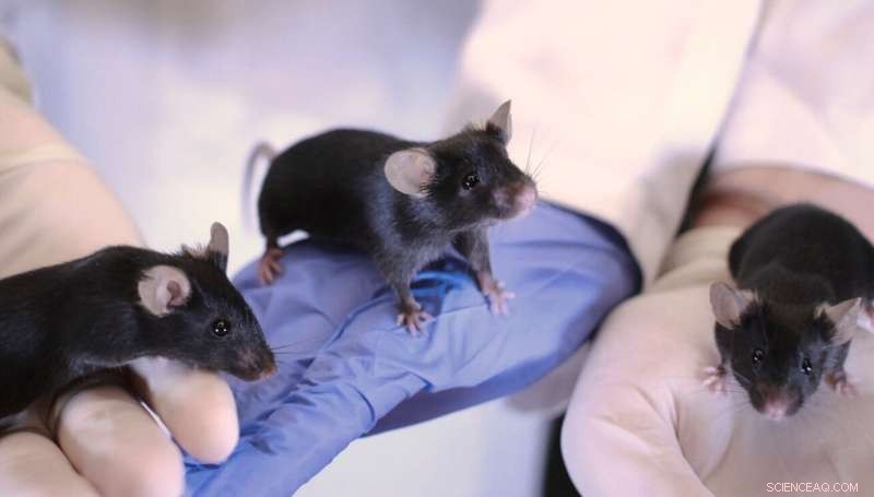 Reproducibility Crisis in Animal Research: Experimenter Influence on Results
