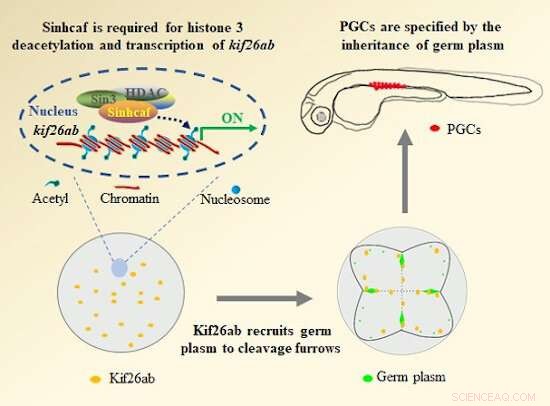 Sinhcaf s Role in Primordial Germ Cell Development