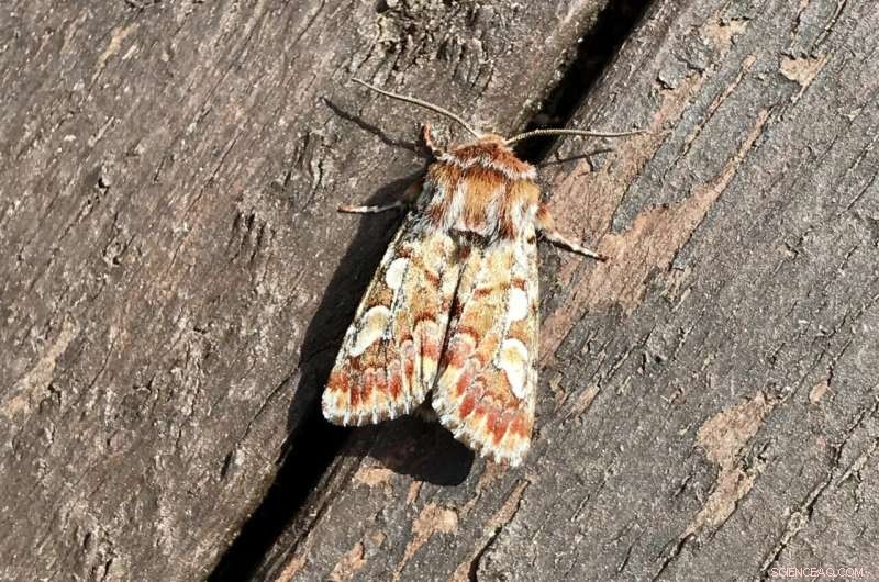 Climate Change Accelerates Pine Beauty Moth Range Northward - University of Eastern Finland Study