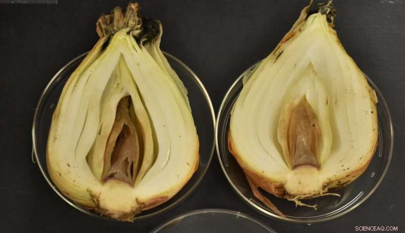 New Onion Pathogen Discovered in Texas: *Pseudomonas uvaldensis*