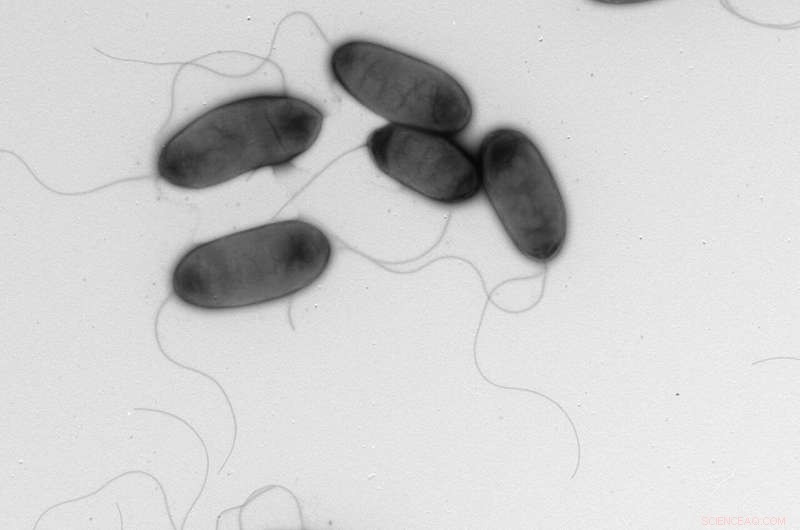 New Onion Pathogen Discovered in Texas: *Pseudomonas uvaldensis*