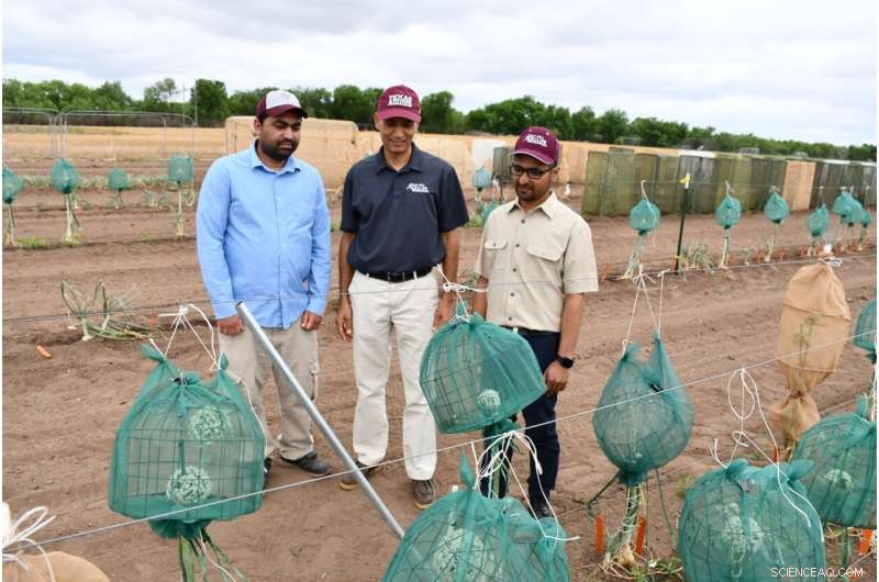 New Onion Pathogen Discovered in Texas: *Pseudomonas uvaldensis*