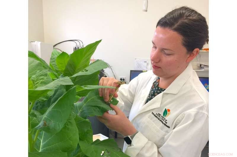 Photosynthesis Resilience: CO2 Uptake in Plant Membranes Unchanged Despite Rising Levels