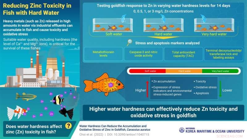 Hard Water Reduces Heavy Metal Toxicity in Goldfish: A Research Breakthrough