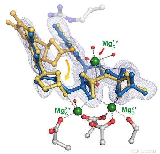 New Study Reveals Key to DNA Replication Accuracy Using Crystal Structures