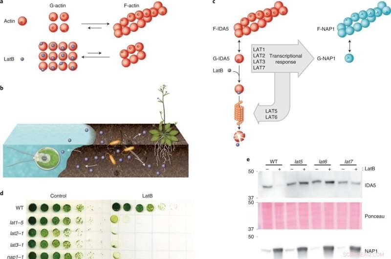 Algae and Photosynthesis: Uncovering Novel Defense Mechanisms