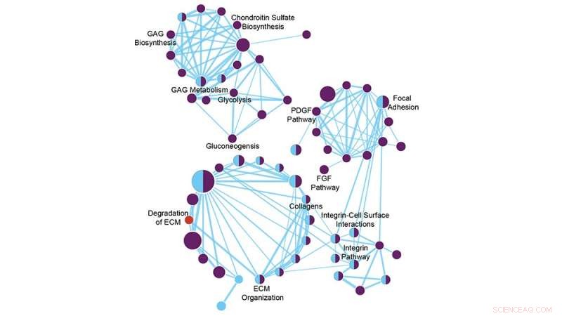 Minerals and Tissue Repair: Exploring the Healing Potential of Nanoparticles and Ionic Solutions