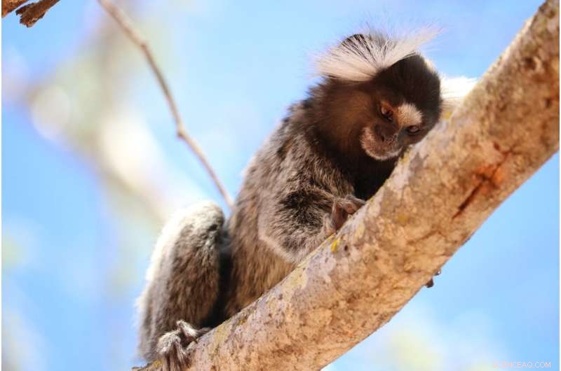 How Personality Traits Impact Learning in Marmosets
