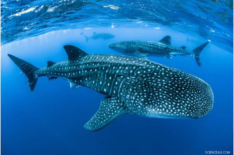 Shipping Accidents Threaten Endangered Whale Sharks: New Research