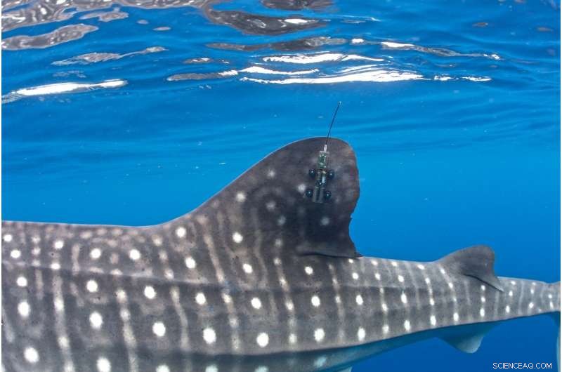 Shipping Accidents Threaten Endangered Whale Sharks: New Research