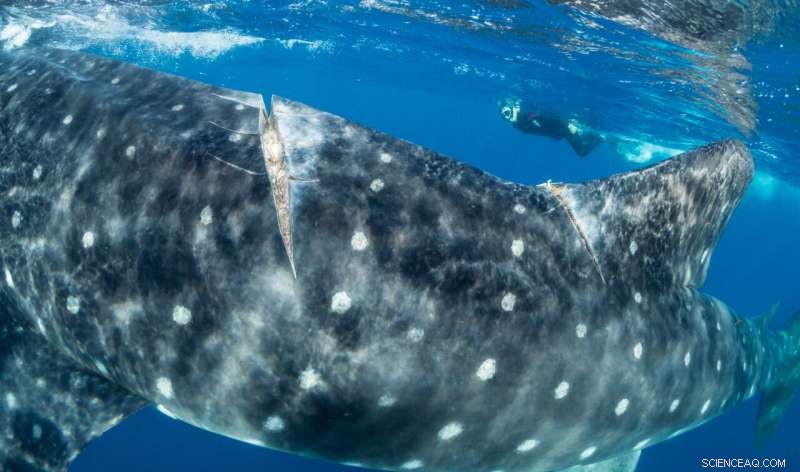 Shipping Accidents Threaten Endangered Whale Sharks: New Research