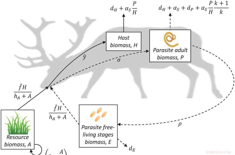 Parasite Impacts on Herbivore Diet and Ecosystem Dynamics: A Modeling Framework
