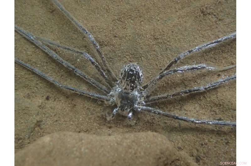 Underwater Survival: Tropical Spider s Unique Air Film Defense