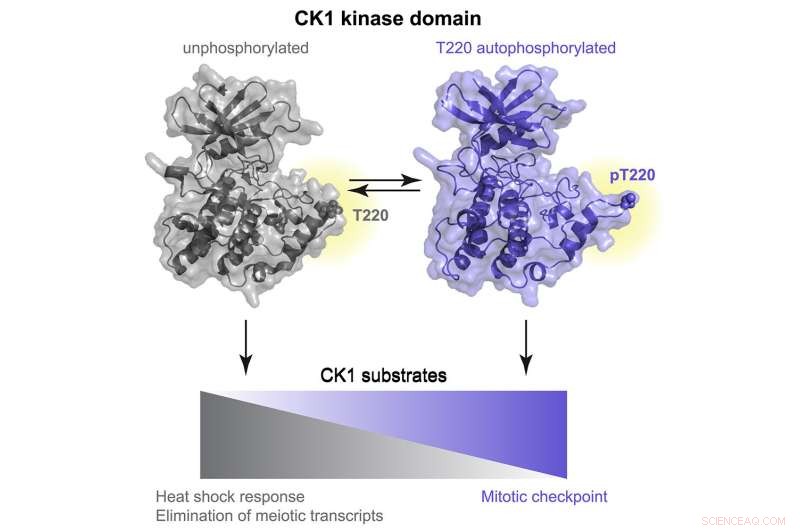 Understanding Enzyme Regulation: Insights from CK1 Research