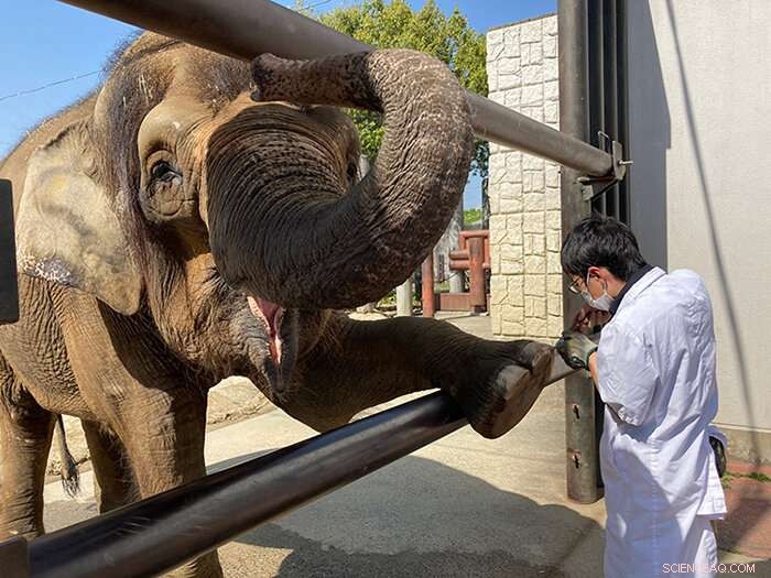 Elephant TB Recovery: Breakthrough in Long-Term Latency