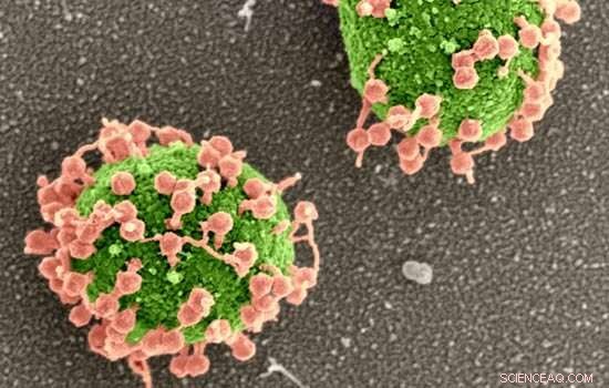 Phage Therapy Combination Shows Promise Against Antibiotic-Resistant Bacteria
