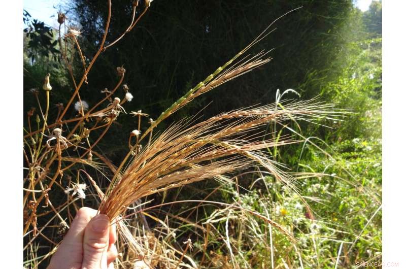 Genetic Engineering: Transferring Rust Resistance to Wheat and Barley