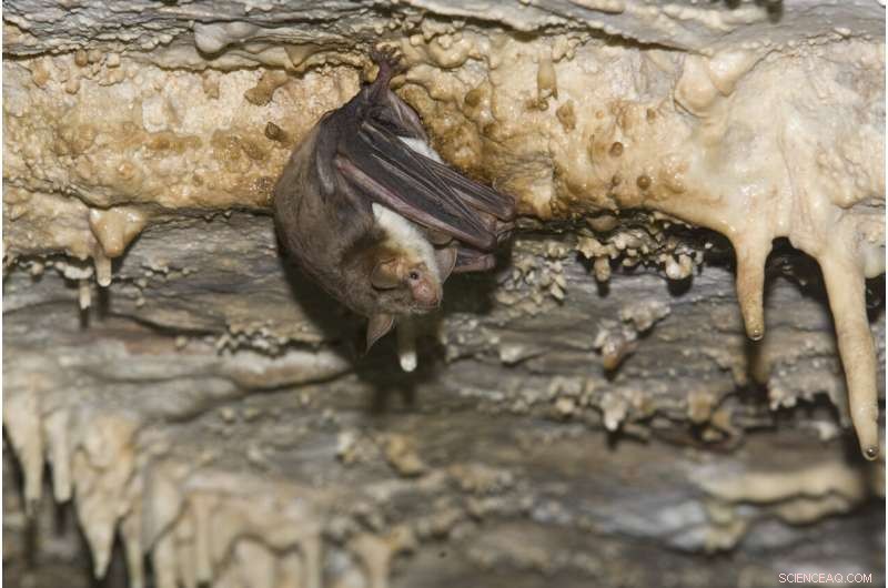 Bat Buzzing Mimicry: How Bats Fool Predators with Hornet Sounds