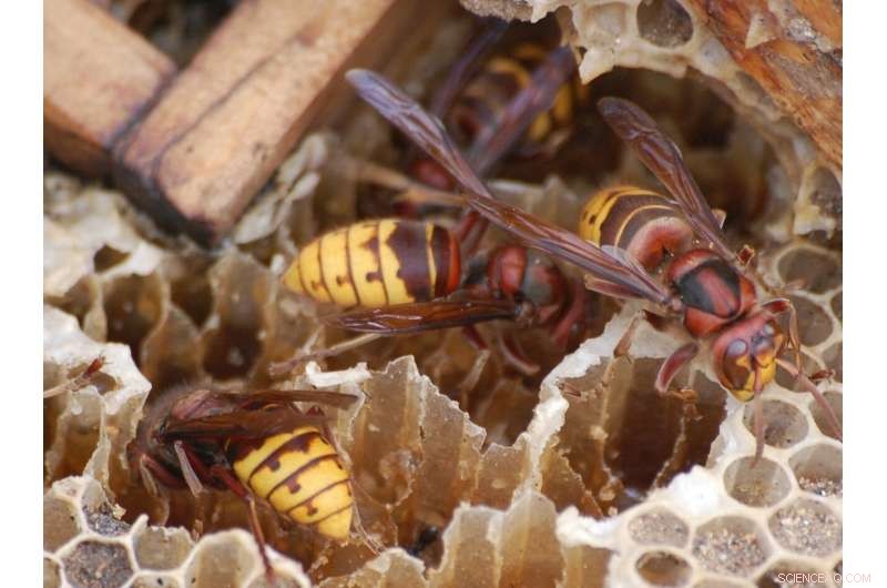 Bat Buzzing Mimicry: How Bats Fool Predators with Hornet Sounds