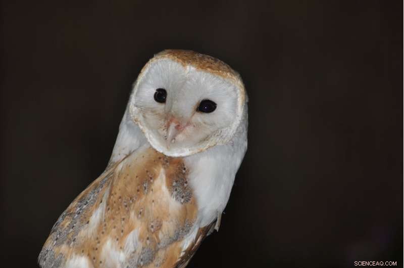 Bat Buzzing Mimicry: How Bats Fool Predators with Hornet Sounds