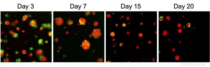 Stem Cell Methylation Mechanisms: Insights into Differentiation and Survival