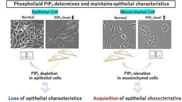 Phospholipid PIP2: Key to Epithelial Cell Adhesion and Cancer Prevention