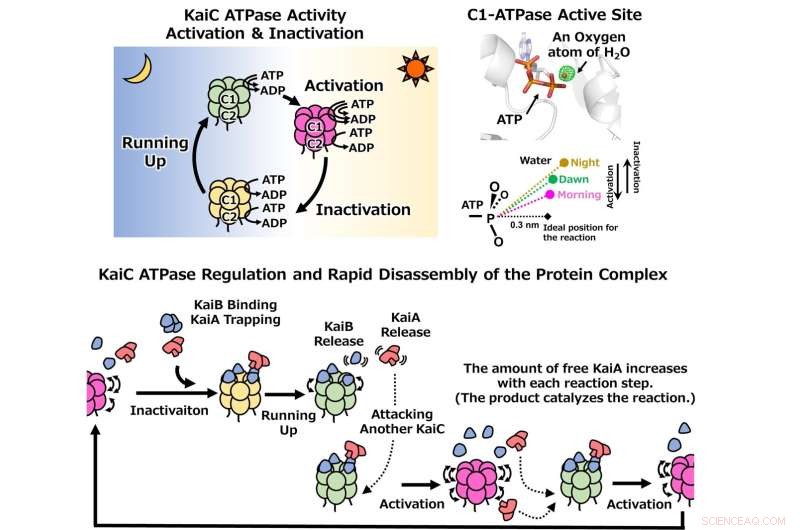 Cyanobacteria s Circadian Clock: A Key Mechanism Uncovered by Chronobiologists