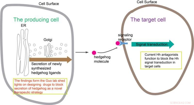 Novel Mechanism Regulates Sonic Hedgehog Signaling