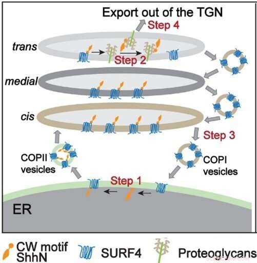 Novel Mechanism Regulates Sonic Hedgehog Signaling
