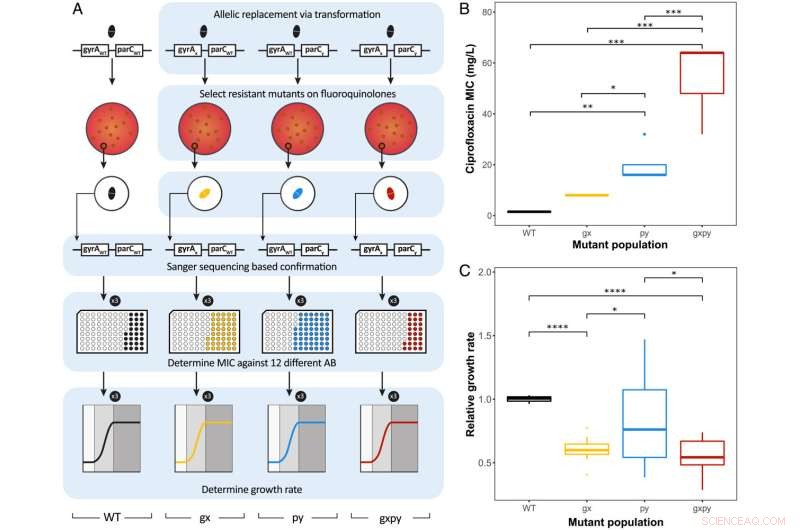 Understanding Antibiotic Resistance: Mapping Mutation Effects in Bacteria