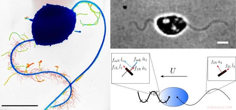 Water Mold Spore Movement: Understanding Zoospore Flagella