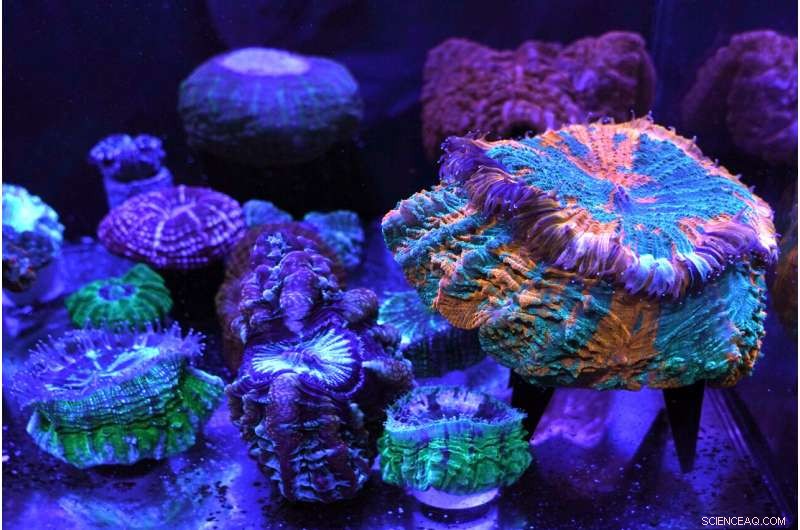 Coral Reefs Under Threat: A Scientific & Artistic Exploration