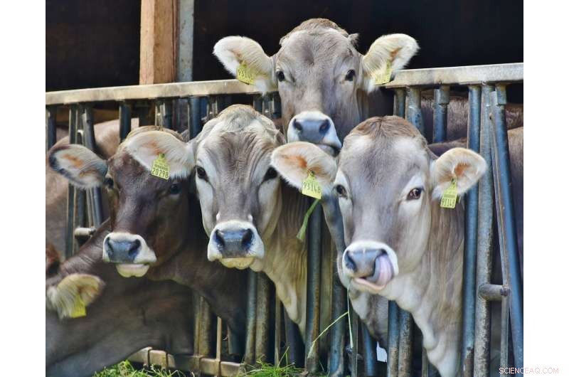 Bacteriocins from Dairy Waste: A Promising Source for Industrial Applications