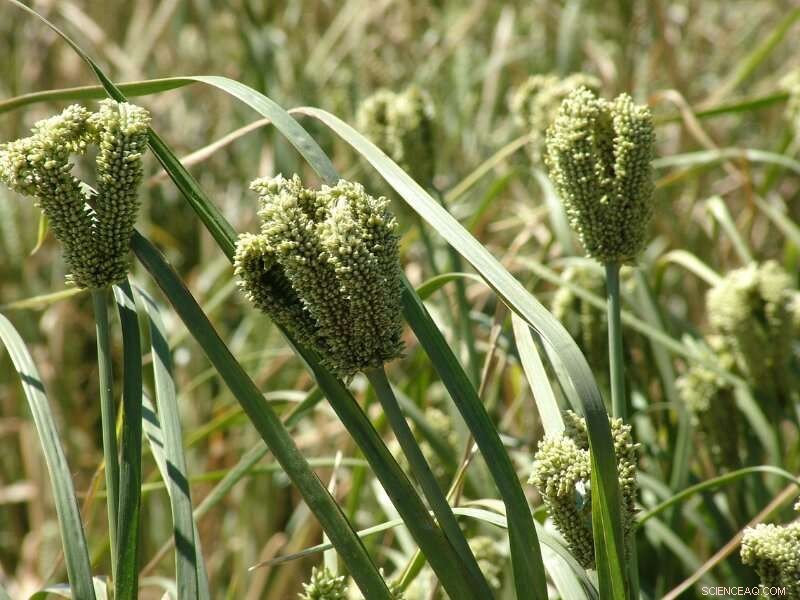 Finger Millet: Boosting Yield & Quality for Sustainable Agriculture