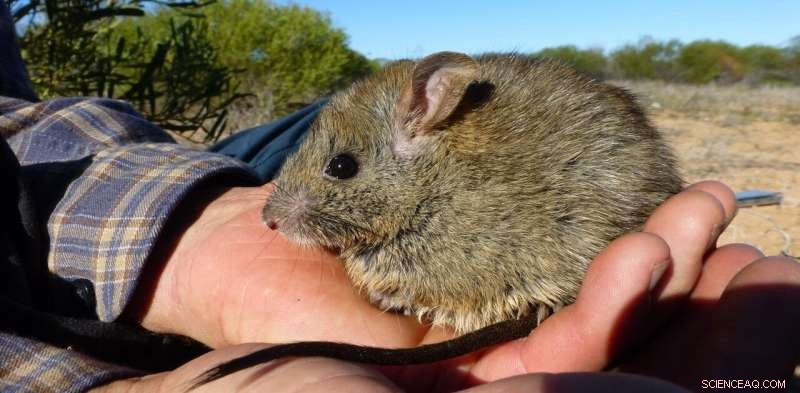 Understanding Female Leadership and Territory in Australian Wildlife