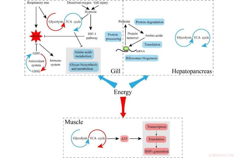 Heat Stress Response in Shrimp: Energy Reallocation in Litopenaeus vannamei