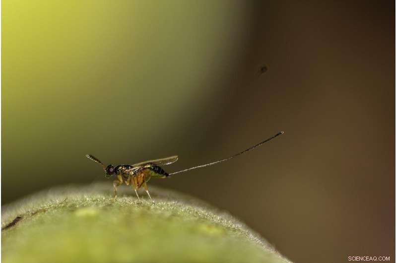 Temperature s Impact on Fig Wasp Communities: Competitive Interactions