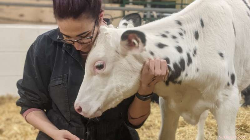 Probiotic Supplement Improves Health of Newborn Dairy Calves - University of Alberta Research