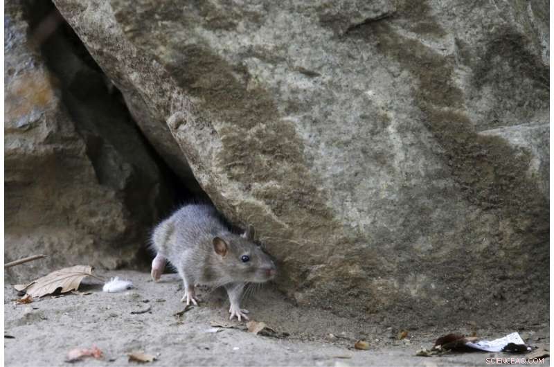 NYC Rat Sightings Surge as City Reopens After Pandemic