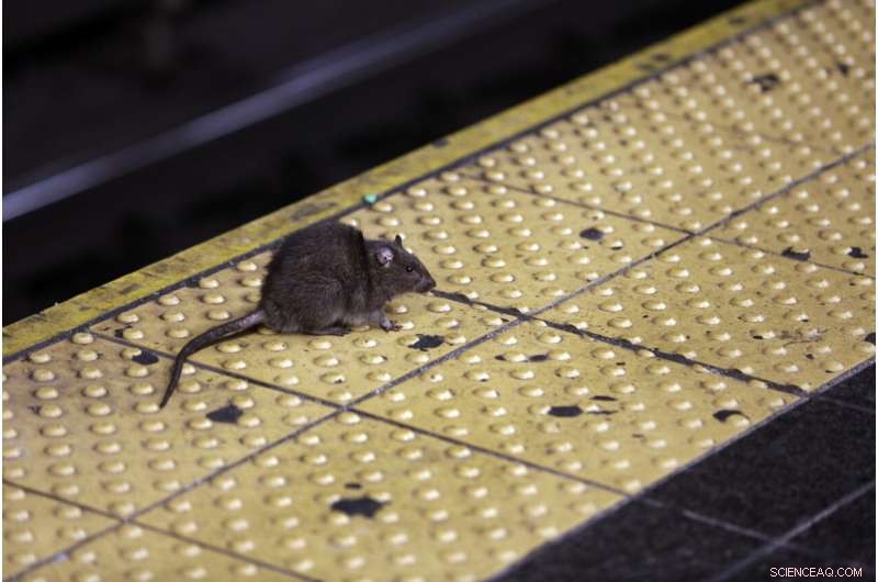 NYC Rat Sightings Surge as City Reopens After Pandemic