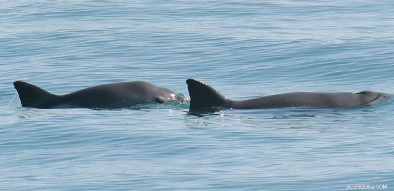 Vaquita Extinction: Fishing Threatens Critically Endangered Porpoise
